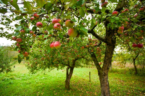 Большой урожай яблок будет следующим летом